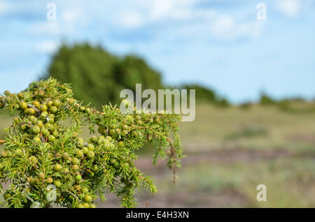 Green juniper berries at a branch in an open landscape Stock Photo