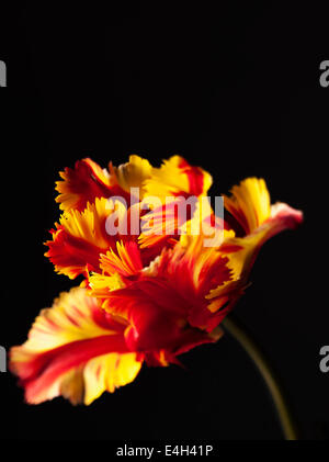 Tulip, Parrot tulip, Tulipa 'Flaming parrot'. Stock Photo