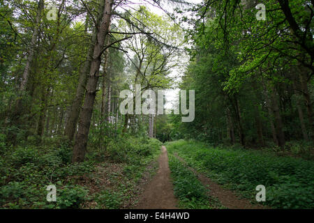 Walk through a forest, trees to either side. Stock Photo