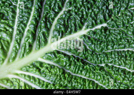Cabbage, Savoy cabbage, Brassica oleracea capitata v. subauda. Stock Photo