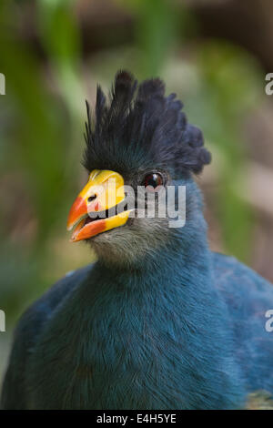 Great Blue Turaco (Corythaeola cristata). Stock Photo