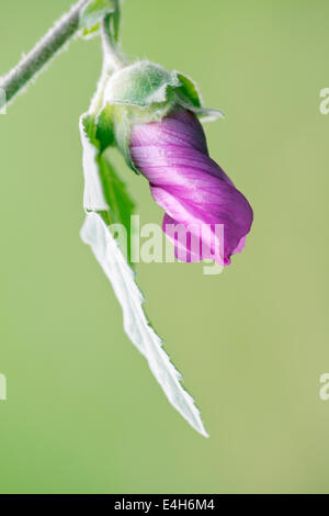 Tree mallow, Lavatera x clementii 'Rosea'. Stock Photo