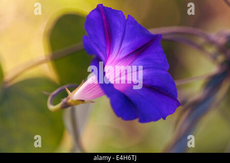 Morning glory – Purple morning glory, Ipomoea purpurea 'Feringa'. Stock Photo