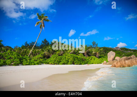 Lone Palm Tree On A Tropical Beach Stock Photo