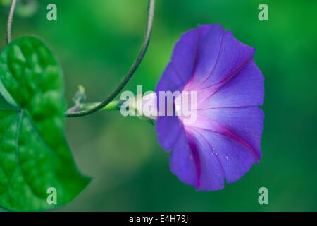 Morning glory – Purple morning glory, Ipomoea purpurea 'Feringa'. Stock Photo