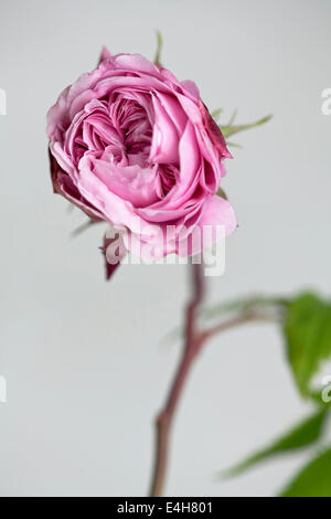 Rose, Rosa MARY ROSE 'Ausmary'. Stock Photo