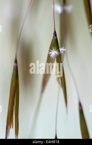 Golden oats, Stipa gigantea. Stock Photo