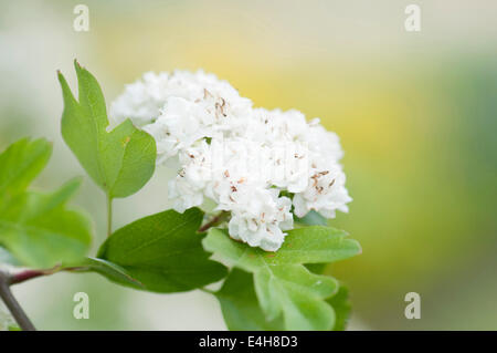 Hawthorn, Hawthorn 'Plena', Crataegus laevigata 'Plena'. Stock Photo