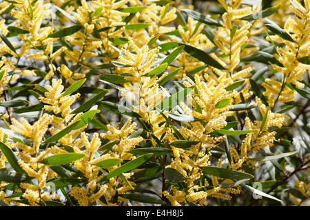 Wattle, Golden wattle, Acacia longifolia. Stock Photo