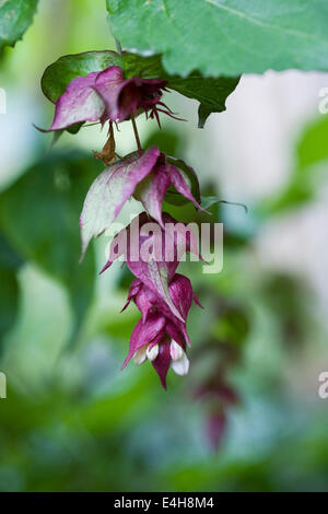 Leycesteria formosa. Himalayan Honeysuckle flower. Stock Photo