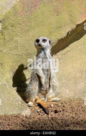 a captive meerkat Stock Photo
