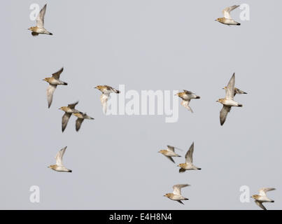 European Golden Plovers (Pluvialis apricaria) in flight. Stock Photo