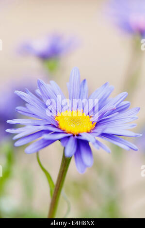 Blue alpine daisy, Aster alpinus. Stock Photo