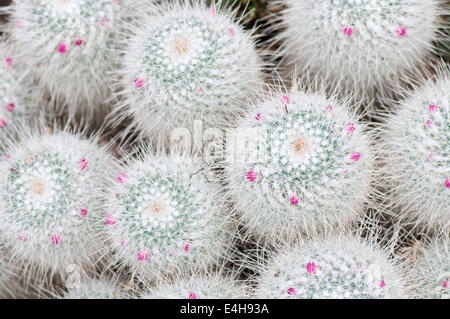 Cactus, Pincushion cactus, Mammillaria geminispina. Stock Photo