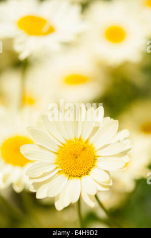 Dyer's chamomile, Anthemis tinctoria 'E.C. Buxton'. Stock Photo