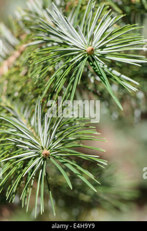 Bristlecone fir, Abies bracteata. Stock Photo