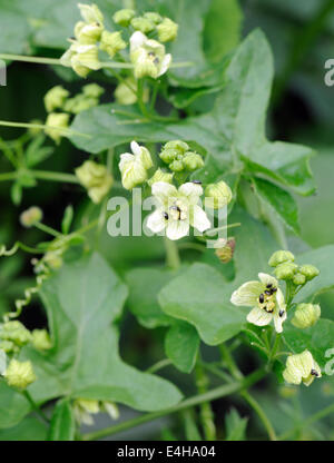 Small beetles crawling over  White Bryony (Bryonia dioica) flowers. Orwell, Oxfordshire, UK. Stock Photo