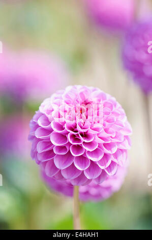 Dahlia, Pompon dahlia, Dahlia 'Jan van Scheffelaar'. Stock Photo