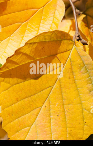 Mountain witch alder, Fothergilla major. Stock Photo