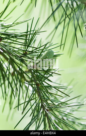 Deodar tree, Cedrus deodara. Stock Photo