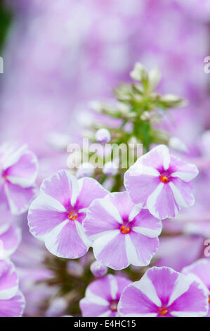 Phlox, Meadow phlox,, Phlox maculata 'Natascha'. Stock Photo