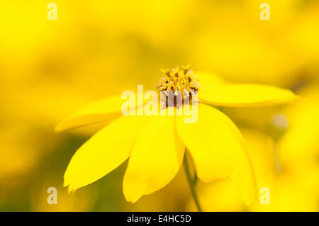 Whorled tickseed, Coreopsis verticillata 'Zagreb'. Stock Photo