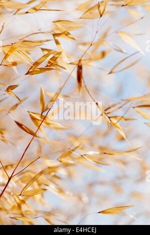 Golden oats, Stipa gigantea. Stock Photo