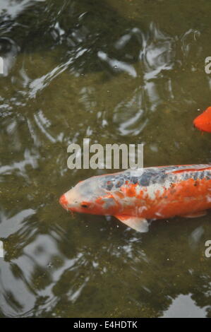 Single Koi Fish Swimming in Pond Stock Photo