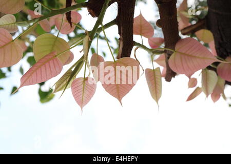 leaf Pipal Tree Stock Photo