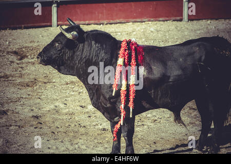 plaza bullfight, traditional Spanish party where a matador fighting a bull Stock Photo