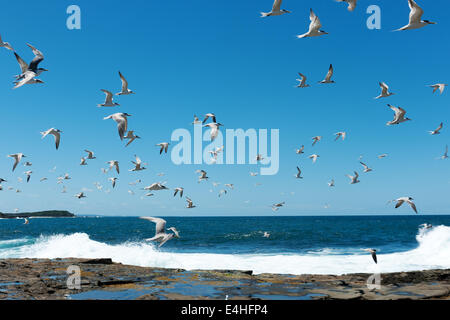 Large group of birds flying over rocks and waves by the sea Stock Photo