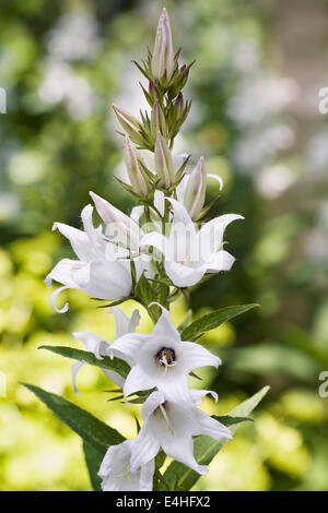 Campanula latifolia 'Alba'. White Broad-leaved bellflower. Stock Photo