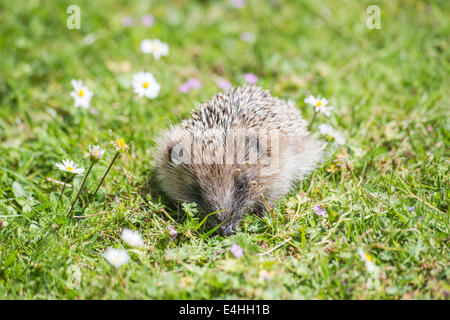 Frontal view of a European hedgehog with an infestation of ticks on its head around its eye foraging in grass in the daytime (front view) Stock Photo