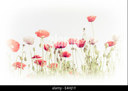 Wild poppy flowers on summer meadow Stock Photo