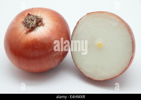 Picture of two onions "Allium cepa" on white background Stock Photo