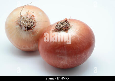 Picture of two onions "Allium cepa" on white background Stock Photo