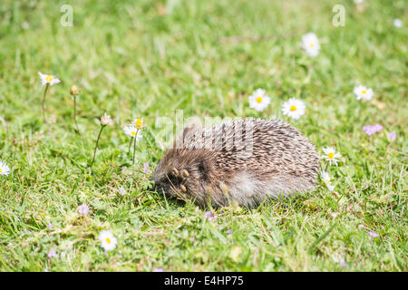 Side view (lateral view) of a European hedgehog with an infestation of ticks on its head around its eye foraging in grass in the daytime Stock Photo