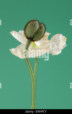 White Poppy in bloom and Poppy Bud on green background Stock Photo