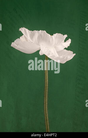White Poppy on scripted green background Stock Photo