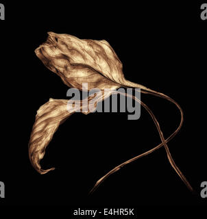 Two brittle aged Hosta Leaves Stock Photo