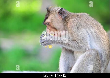 Monkey eating corn