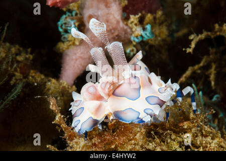Harlequin shrimp - Hymenocera elegans, Lembeh Strait, Indonesia Stock Photo