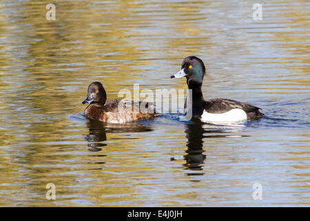 Pair of Tufted ducks - Aythya fuligula swimming, Sevenoaks, Kent, England, UK Stock Photo