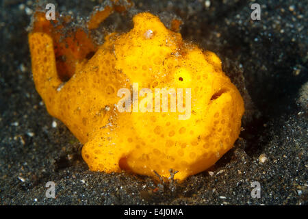 Painted frogfish (Antennarius pictus)  Lembeh Strait, Indonesia Stock Photo