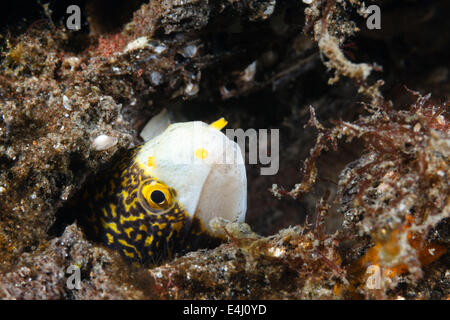 Snowflake moray eel (Echidna nebulosa) Lembeh Strait, Indonesia Stock Photo