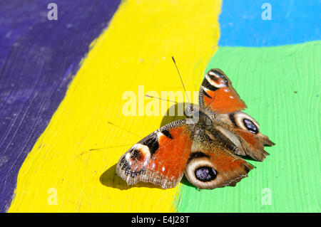 A European Peacock butterfly (Inachis io) resting on a multicoloured painted bench. Stock Photo