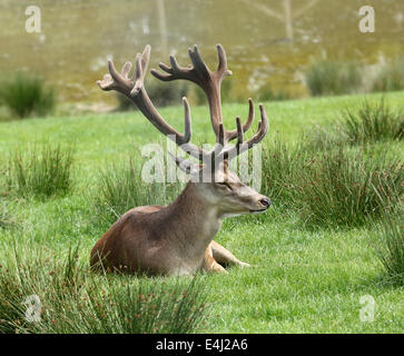 Large Red Deer stag resting, July 2014 Stock Photo
