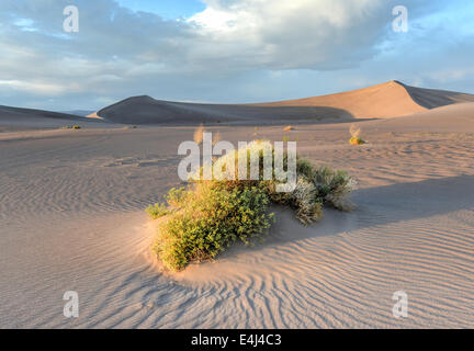 Sand Dunes along the Amargosa Desert at sunset. Located in Nye County in western Nevada, United States. Stock Photo