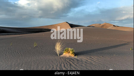 Sand Dunes along the Amargosa Desert at sunset. Located in Nye County in western Nevada, United States. Stock Photo