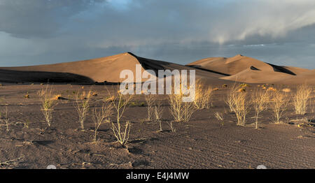 Sand Dunes along the Amargosa Desert at sunset. Located in Nye County in western Nevada, United States. Stock Photo